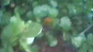 热的印度女孩被性交室外